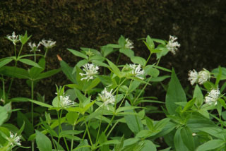 Asperula taurinaBedstro bestellen